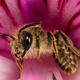 Illustration for article titled How To Take Gorgeous Macro Photos